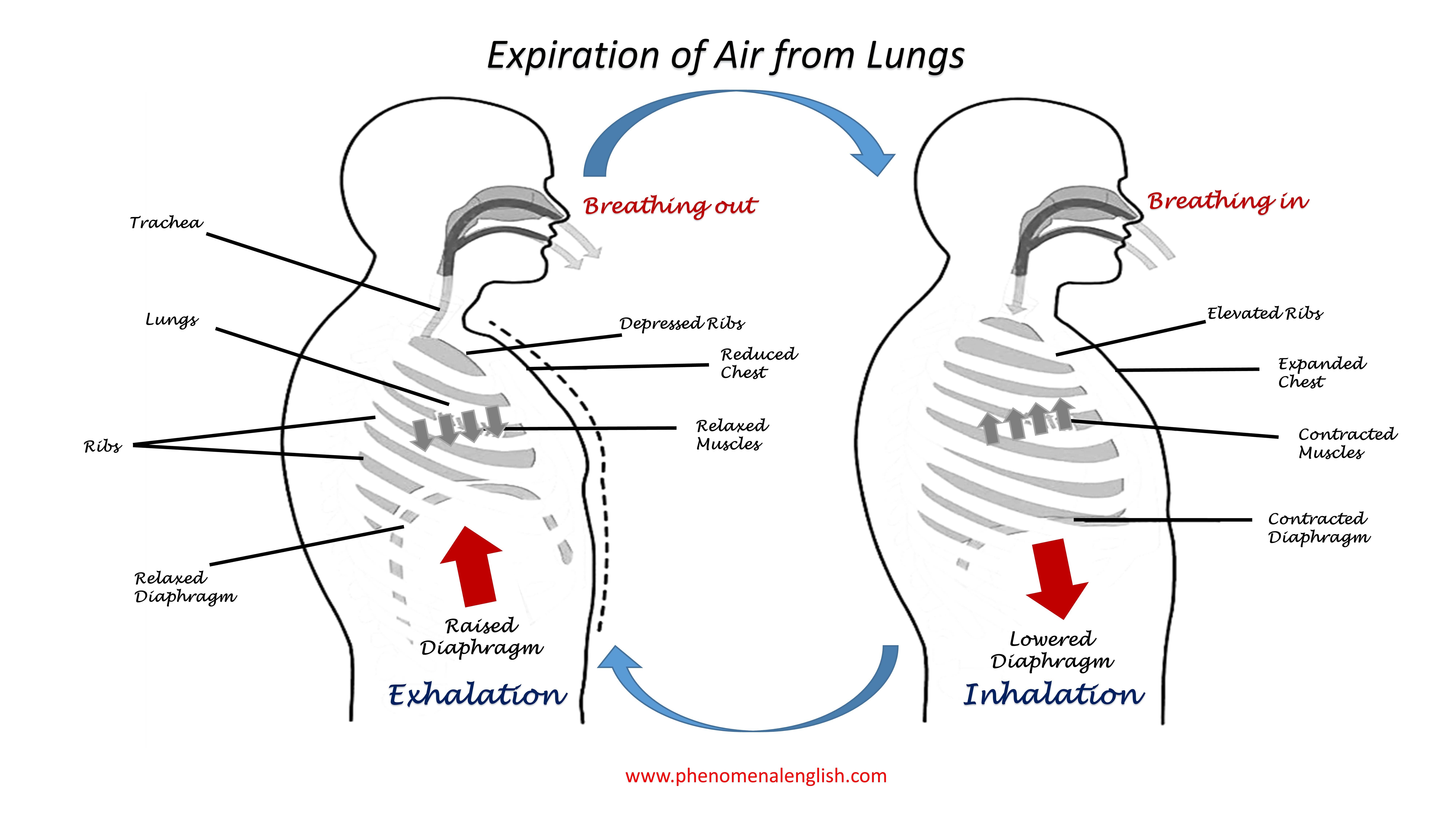 expiration of air from lungs